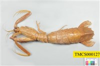 藏品(豎琴猛蝦蛄)的圖片